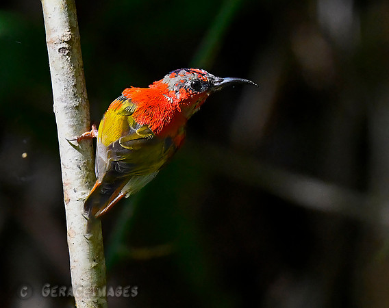 Temminck's Sunbird - Juvenile