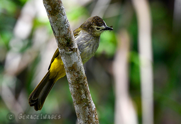 Pale-faced Bulbul