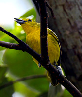 Common Iora