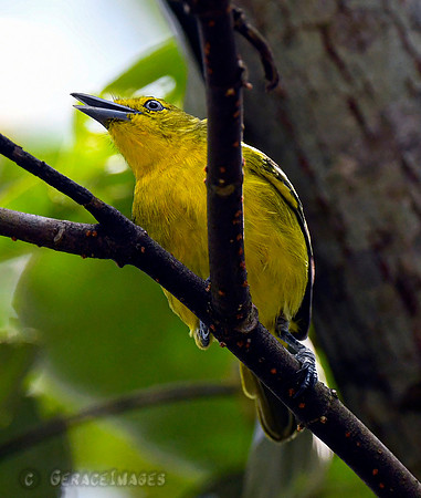 Common Iora