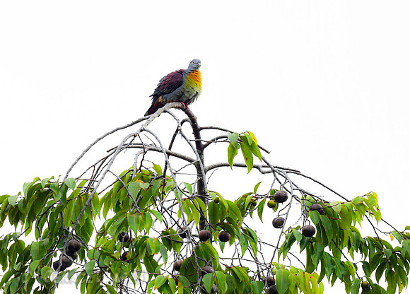 Little Green Pigeon