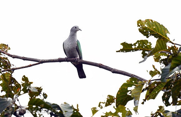 Green Imperial Pigeon