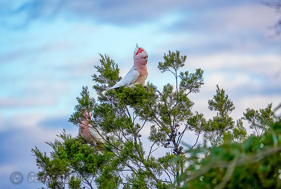 Pink Cockatoo
