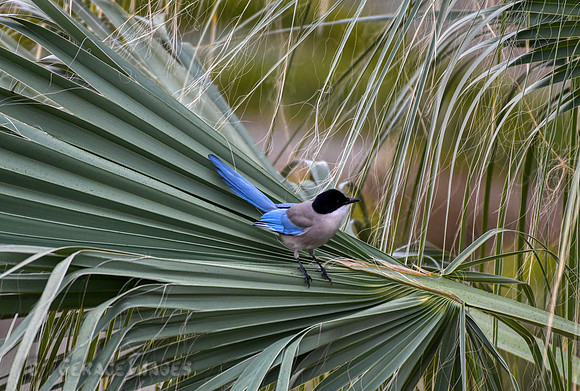 Azure-Winged Magpie