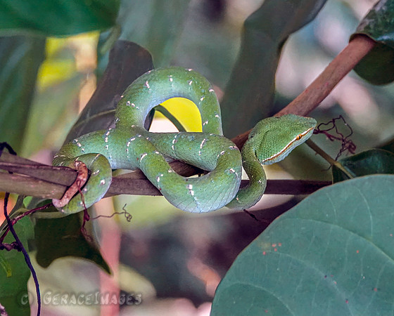 Bornean Pit Viper