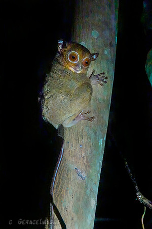 Tarsier