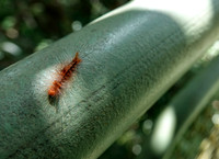 A hairy caterpillar.
