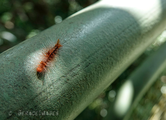 A hairy caterpillar.
