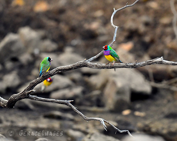 very early before they arrive. Just after sunrise...