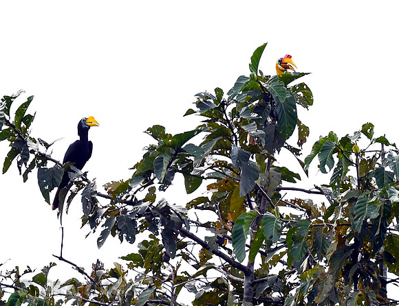 Female & male Wrinkled Hornbills