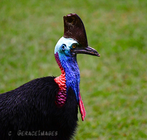 Cassowary