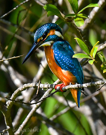 Common Kingfisher
