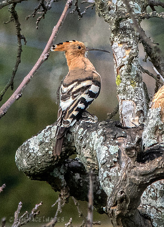Hoopoe