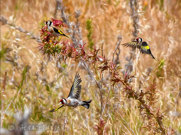 European Goldfinches