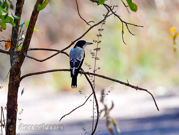 Grey Butcherbird