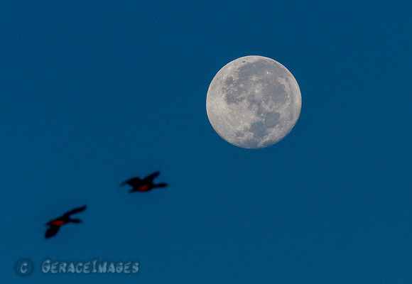 Early moonrise fly by. Kakadu