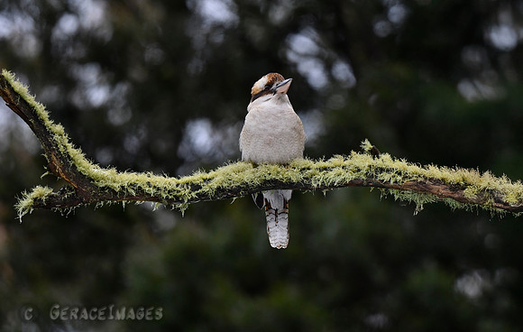 Laughing Kookaburra