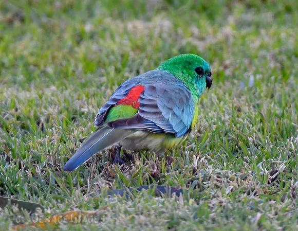 Red-rumped Parrot