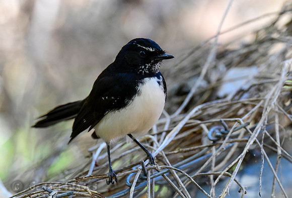 Willie Wagtail