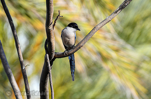 Iberian Magpie, formerly the Azure-winged Magpie