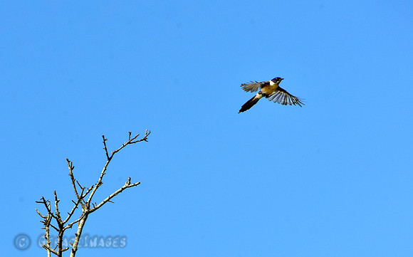 Iberian Magpie, formerly the Azure-winged Magpie