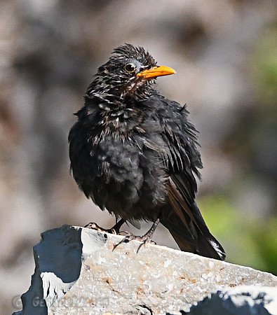 Eurasian Blackbird Thrush