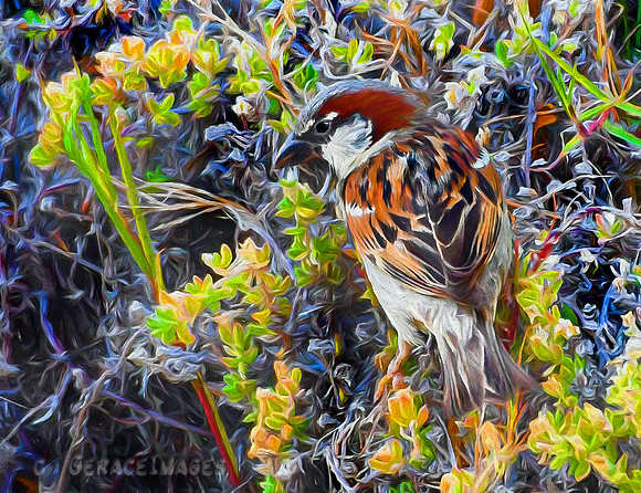 House Sparrow