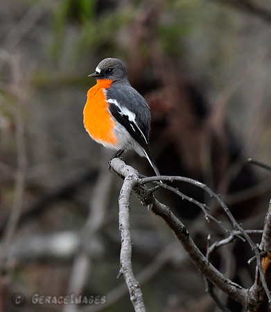Flame Robin