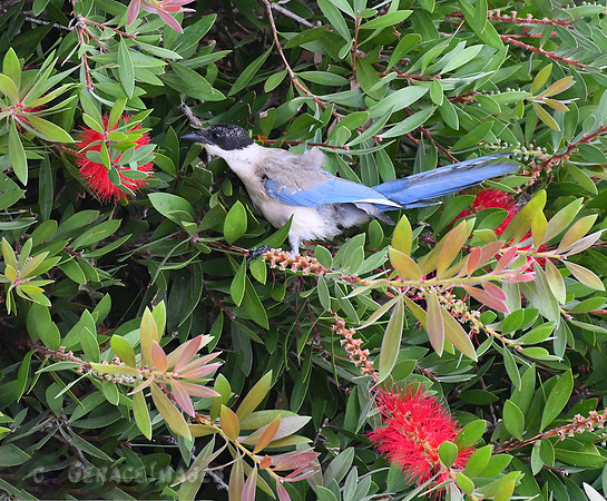Iberian (Azure-winged) Magpie
