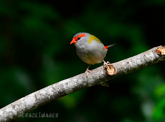 Red-browed Finch