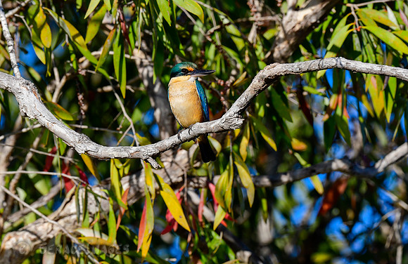 Sacred Kingfisher
