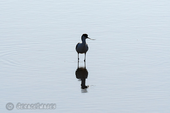 Avocet