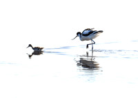 Avocet and its chick.