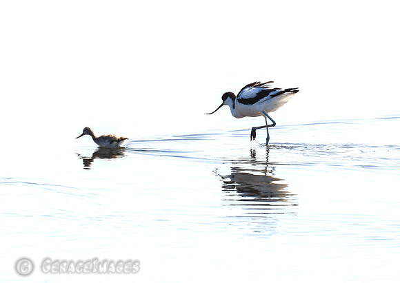 Avocet and its chick.