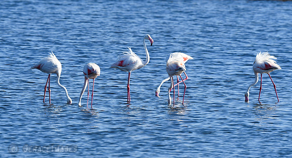 Greater Flamingos