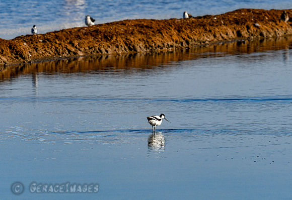 Avocet