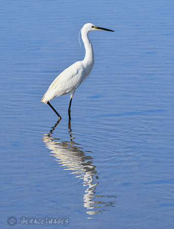 Egret