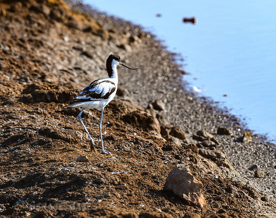 Avocet