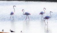 Greater Flamingos