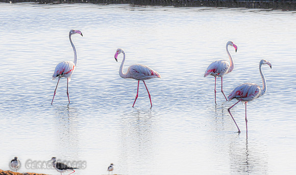 Greater Flamingos