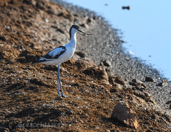 Avocet