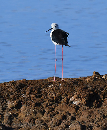 Black-winged Stilt