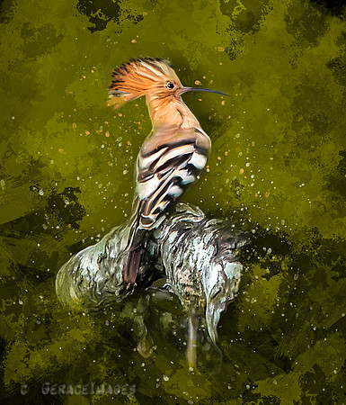 Hoopoe