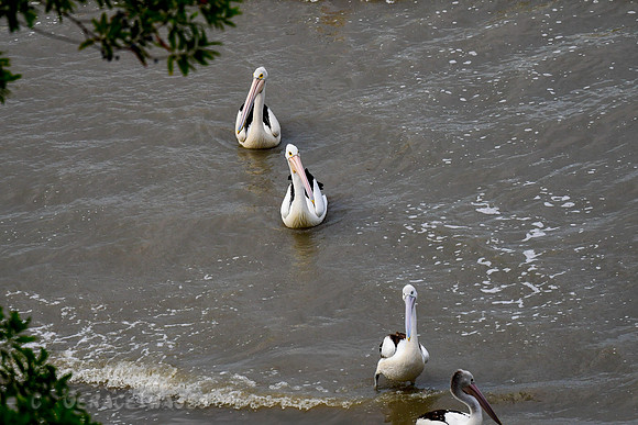 Australian Pelicans