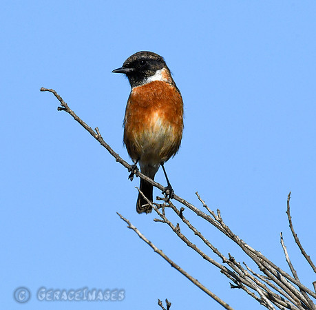 Stonechat