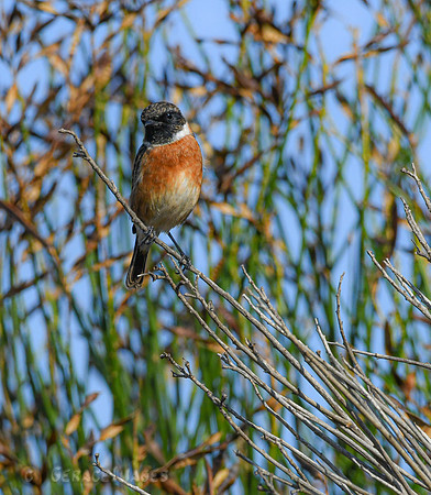 Stonechat