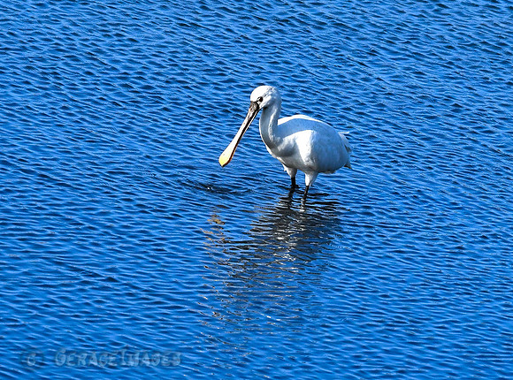 Spoonbill