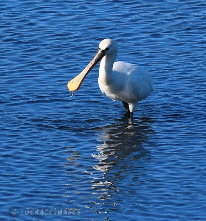 Spoonbill