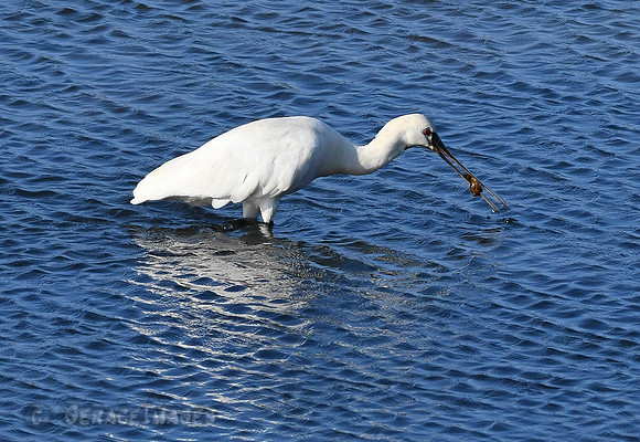 Spoonbill