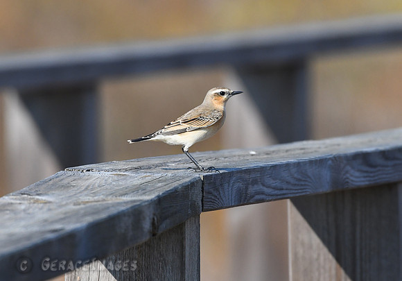Wheatear